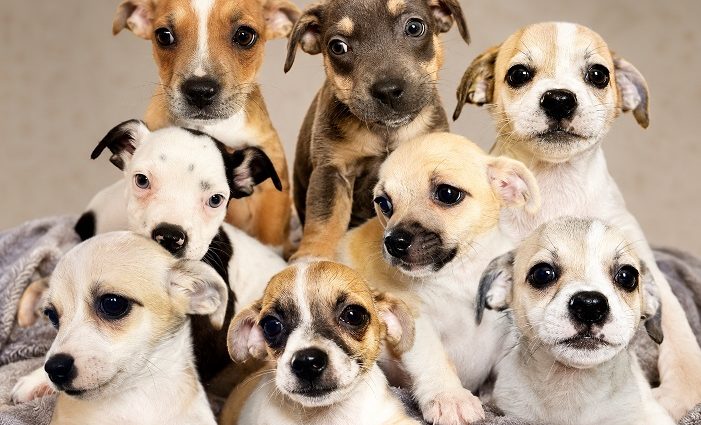The Deming and Luna County Animal Shelter will host its second Puppy Pawlooza Plus adoption event June 20 at Mimbres Valley Feed and Western Wear, featuring about 30 adoptable puppies.