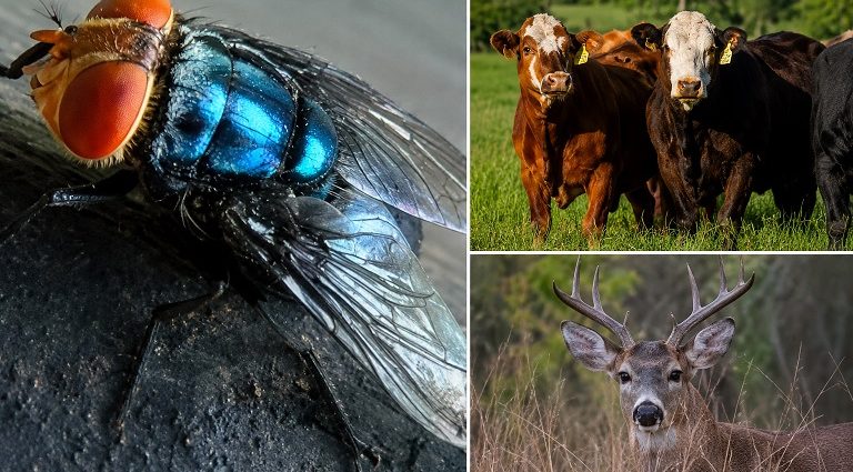 New World screwworm fly shown with cattle and deer, illustrating risks to livestock, wildlife, pets, and rarely humans.