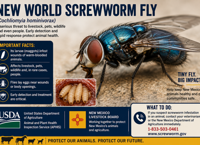 Illustration of a New World screwworm fly and larvae