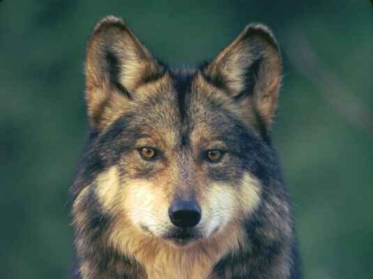 Mexican gray wolf facing the camera, illustrating a story about the federal review of wolf protections.