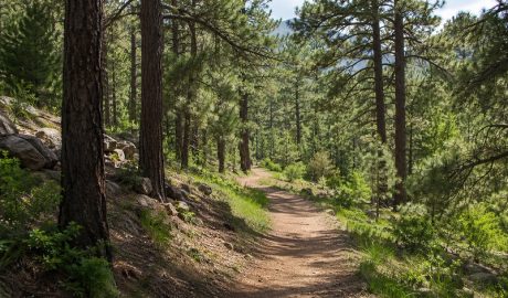 A sunlit walking trail winds through a pine forest with trees, rocks and green undergrowth.