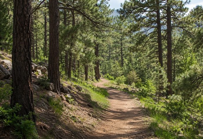 A sunlit walking trail winds through a pine forest with trees, rocks and green undergrowth.