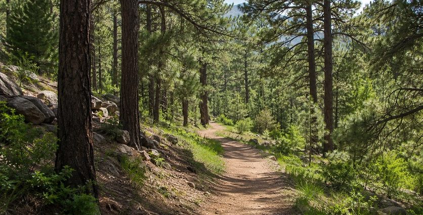 A sunlit walking trail winds through a pine forest with trees, rocks and green undergrowth.