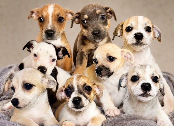 The Deming and Luna County Animal Shelter will host its second Puppy Pawlooza Plus adoption event June 20 at Mimbres Valley Feed and Western Wear, featuring about 30 adoptable puppies.