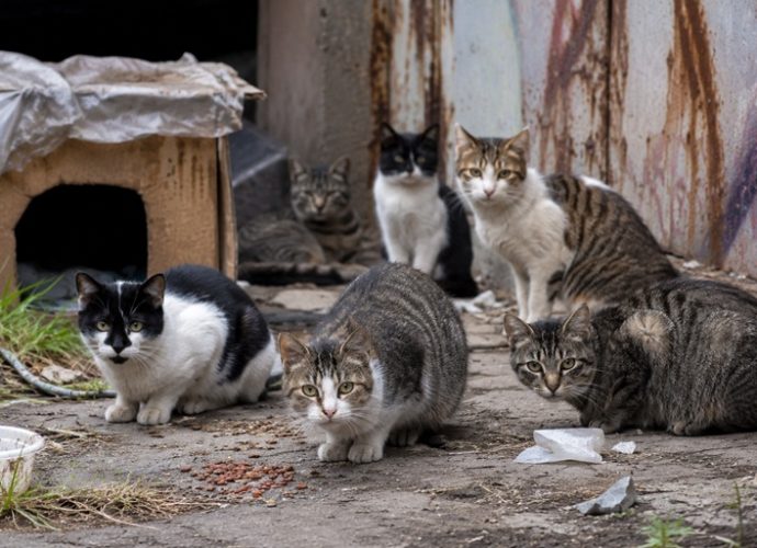 Several feral cats gathered in an outdoor colony near makeshift shelters.