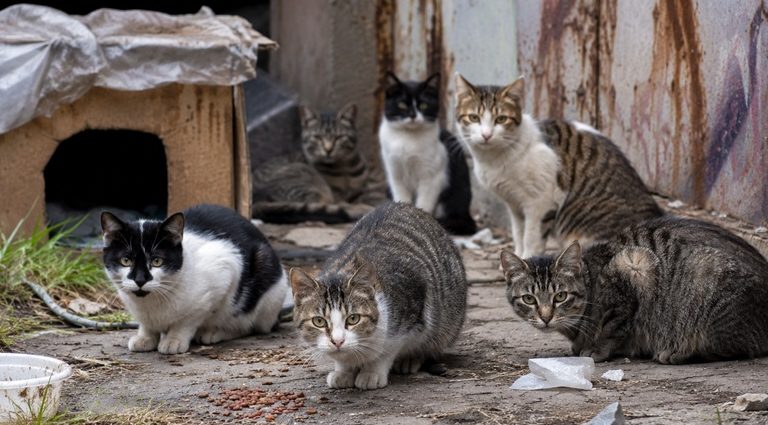 Several feral cats gathered in an outdoor colony near makeshift shelters.