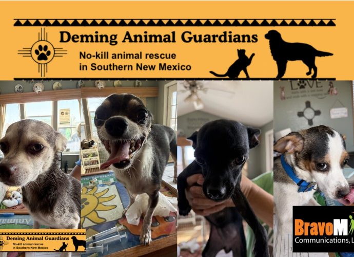 Collage of dogs taken in by DAGSHIP Rescue after reportedly being abandoned without food or water.
