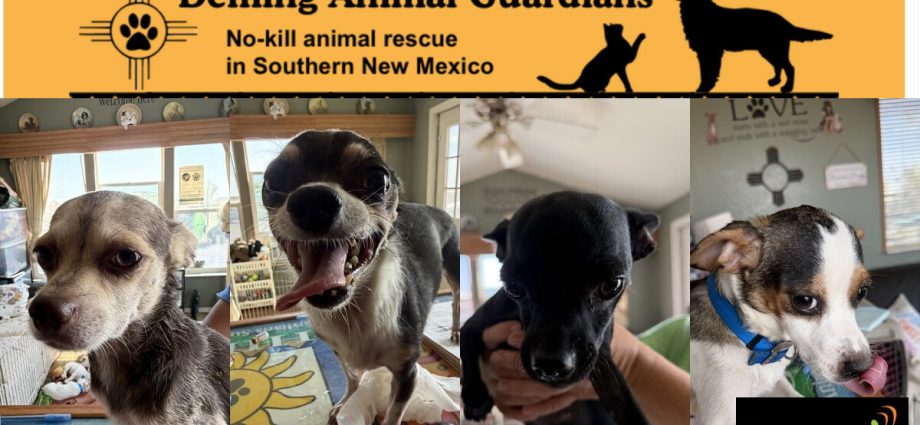 Collage of dogs taken in by DAGSHIP Rescue after reportedly being abandoned without food or water.