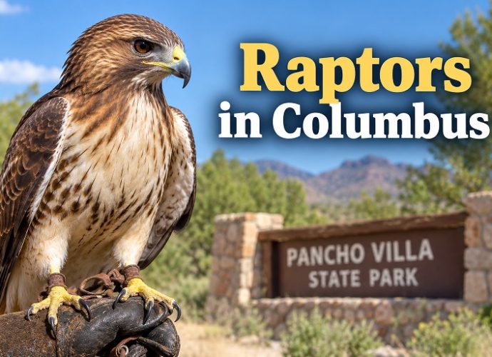 Raptor at Pancho Villa State Park for live birds of prey presentation in Columbus, New Mexico