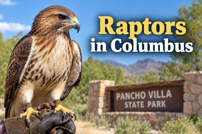Raptor at Pancho Villa State Park for live birds of prey presentation in Columbus, New Mexico