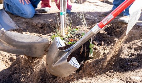 Western New Mexico University Arbor Day image highlighting the university's commitment to tree care and urban forestry.