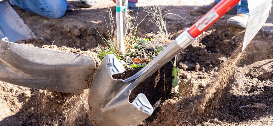 Western New Mexico University Arbor Day image highlighting the university's commitment to tree care and urban forestry.